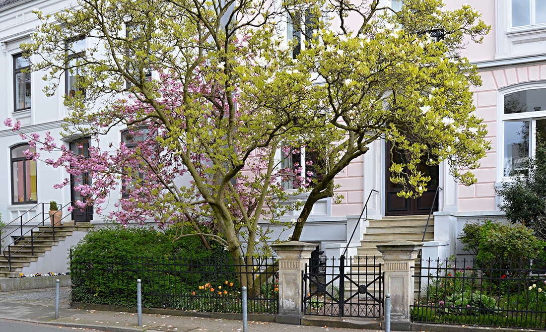 Tree blossoming outside a multi-family home